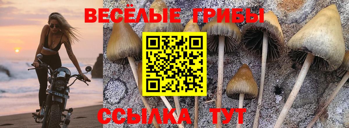 Псилоцибиновые грибы Psilocybine cubensis  Армавир  Галлюциногенные грибы ЛСД 